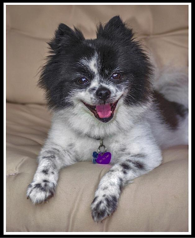 Asigned Subject In Class B By Helen Pappas For Black And White Dog OCT-2018.jpg